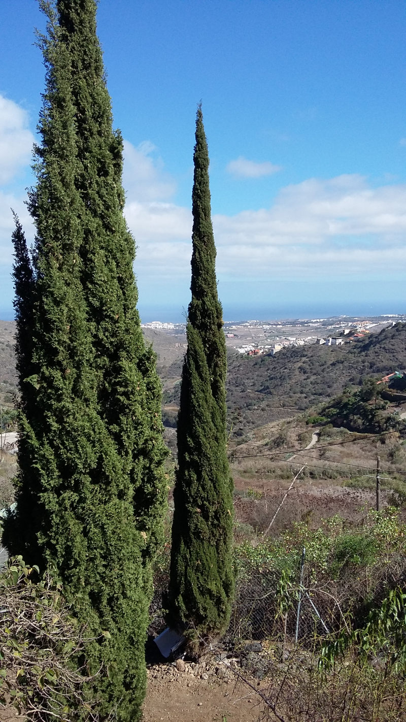 imagen 4 de vivienda vegana en Las Palmas de Gran Canaria - Canarias