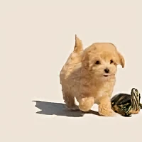 Adopción de animales en Córdoba